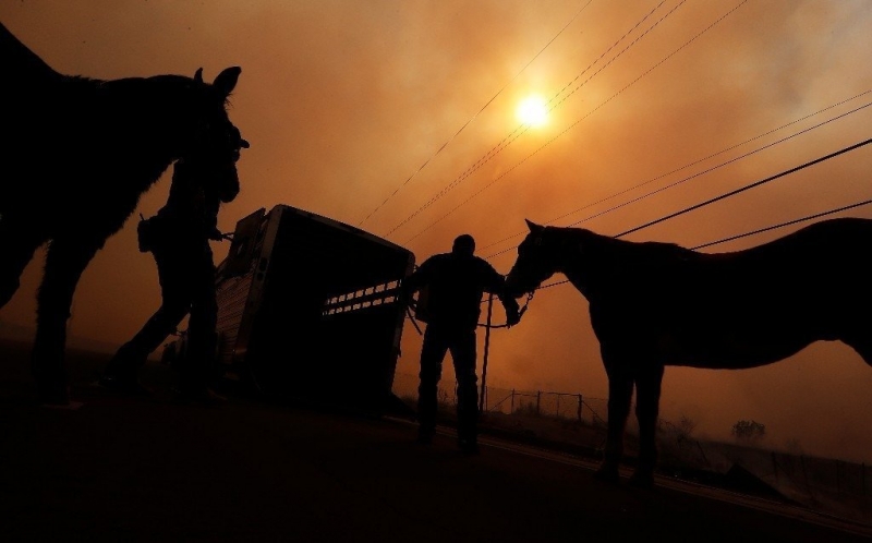 Horses being evacuated from a fire area.